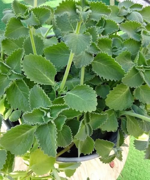 Origano svaki dan: što doista možemo očekivati od ove aromatične biljke? 🌿 778103108_1650501393360773_972369530162795260_n