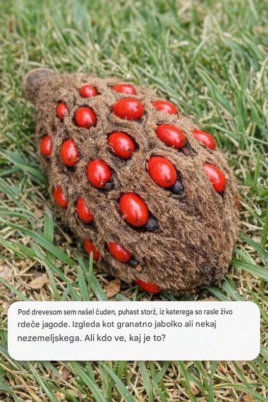 🌿 Kaj je ta nenavadna tvorba z rdečimi »jagodami«? 788385071_122119161903379483_5064370571093407571_n